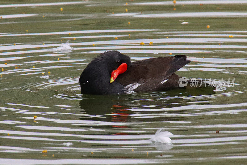 近景图片摩尔鸡(Gallinula chloropus)在池塘游泳和梳妆打扮，涟漪和反射，聚焦在前景